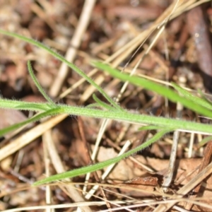 Erigeron sp. at Wamboin, NSW - 8 Apr 2021 01:42 PM