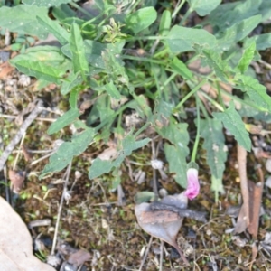 Convolvulus angustissimus subsp. angustissimus at Wamboin, NSW - 8 Apr 2021