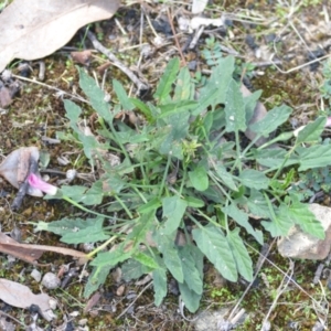 Convolvulus angustissimus subsp. angustissimus at Wamboin, NSW - 8 Apr 2021 01:43 PM