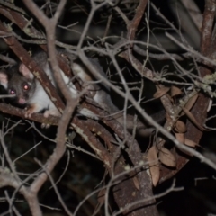 Pseudocheirus peregrinus (Common Ringtail Possum) at QPRC LGA - 30 Apr 2021 by natureguy