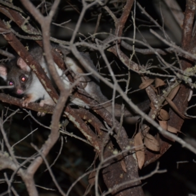 Pseudocheirus peregrinus (Common Ringtail Possum) at Wamboin, NSW - 30 Apr 2021 by natureguy