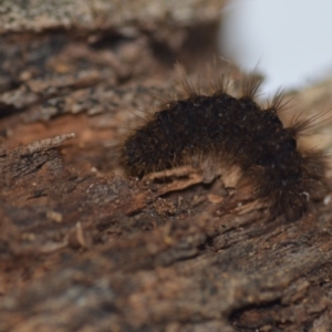 Amata (genus) at Wamboin, NSW - 30 Jun 2021