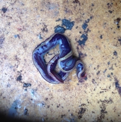 Caenoplana variegata (Two-tone Planarian) at Red Hill, ACT - 6 Jul 2021 by GeoffRobertson