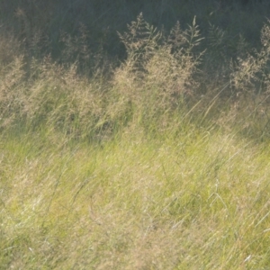 Eragrostis curvula at Bonython, ACT - 4 Apr 2021