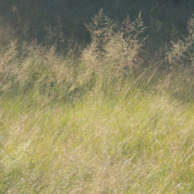 Eragrostis curvula (African Lovegrass) at Upper Stranger Pond - 4 Apr 2021 by michaelb