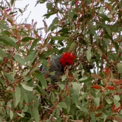 Callocephalon fimbriatum (Gang-gang Cockatoo) at Uriarra, NSW - 6 Jul 2021 by hughagan