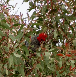 Callocephalon fimbriatum at Uriarra, NSW - suppressed