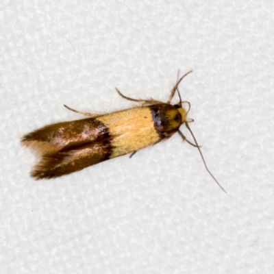 Stathmopoda callichrysa (A curved-horn moth) at Melba, ACT - 13 Nov 2018 by Bron