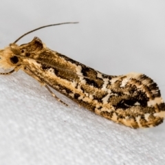 Moerarchis inconcisella (A tineid moth) at Melba, ACT - 13 Nov 2018 by Bron