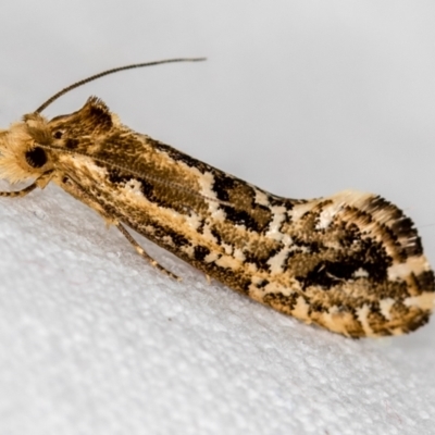 Moerarchis inconcisella (A tineid moth) at Melba, ACT - 13 Nov 2018 by Bron