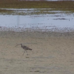 Numenius madagascariensis (Eastern Curlew) at Narooma, NSW - 18 Dec 2020 by George