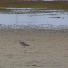 Numenius madagascariensis (Eastern Curlew) at Narooma, NSW - 17 Dec 2020 by George