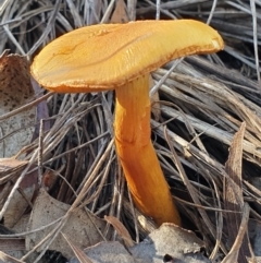 Cortinarius sp. (Cortinarius) at Aranda Bushland - 7 Jul 2021 by drakes