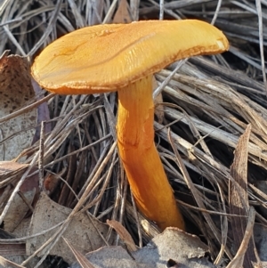 Cortinarius sp. at Holt, ACT - 7 Jul 2021 10:27 AM