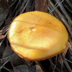 Cortinarius sp. at Holt, ACT - 7 Jul 2021