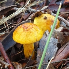 Cortinarius sp. at Holt, ACT - 7 Jul 2021 10:27 AM