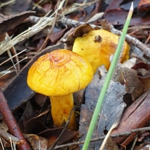 Cortinarius sp. at Holt, ACT - 7 Jul 2021