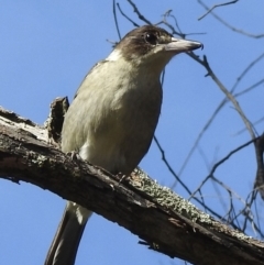Cracticus torquatus (Grey Butcherbird) at Mittagong - 7 Jul 2021 by GlossyGal