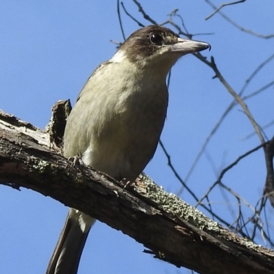 Cracticus torquatus (Grey Butcherbird) at Mittagong, NSW - 7 Jul 2021 by GlossyGal