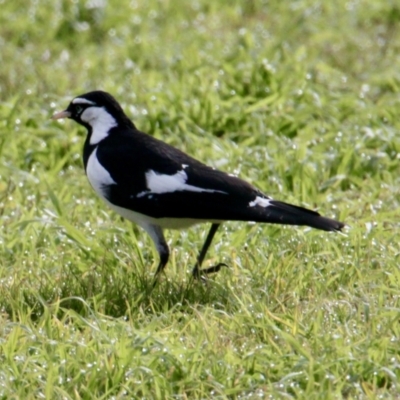 Grallina cyanoleuca (Magpie-lark) at Albury - 7 Jul 2021 by PaulF