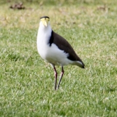 Vanellus miles (Masked Lapwing) at Thurgoona, NSW - 7 Jul 2021 by PaulF