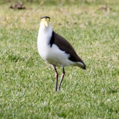 Vanellus miles (Masked Lapwing) at Albury - 7 Jul 2021 by PaulF