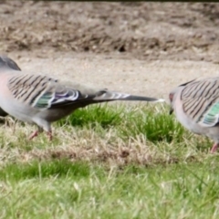 Ocyphaps lophotes (Crested Pigeon) at Thurgoona, NSW - 7 Jul 2021 by PaulF