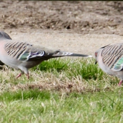 Ocyphaps lophotes (Crested Pigeon) at Albury - 7 Jul 2021 by PaulF