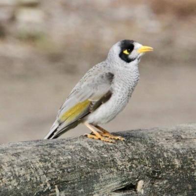 Manorina melanocephala (Noisy Miner) at Thurgoona, NSW - 7 Jul 2021 by PaulF