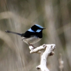 Malurus cyaneus (Superb Fairywren) at Eight Mile Creek - 7 Jul 2021 by PaulF