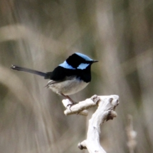 Malurus cyaneus at Thurgoona, NSW - 7 Jul 2021