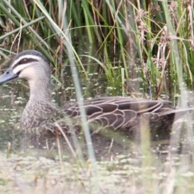 Anas superciliosa (Pacific Black Duck) at Thurgoona, NSW - 7 Jul 2021 by PaulF