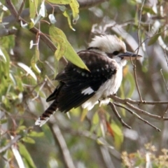 Dacelo novaeguineae (Laughing Kookaburra) at Eight Mile Creek - 7 Jul 2021 by PaulF