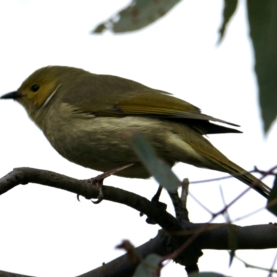 Ptilotula penicillata (White-plumed Honeyeater) at Albury - 7 Jul 2021 by PaulF