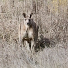 Macropus giganteus (Eastern Grey Kangaroo) at Eight Mile Creek - 7 Jul 2021 by PaulF