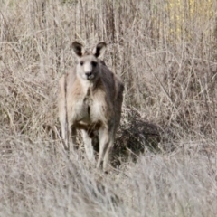 Macropus giganteus (Eastern Grey Kangaroo) at Albury - 7 Jul 2021 by PaulF