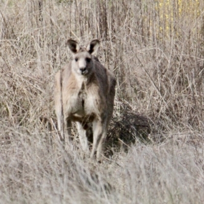 Macropus giganteus (Eastern Grey Kangaroo) at Albury - 7 Jul 2021 by PaulF
