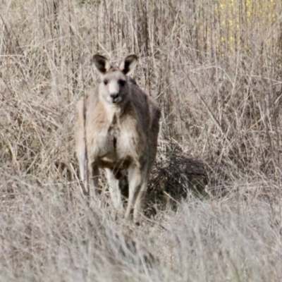 Macropus giganteus (Eastern Grey Kangaroo) at Eight Mile Creek - 7 Jul 2021 by PaulF