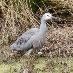 Egretta novaehollandiae (White-faced Heron) at Eight Mile Creek - 7 Jul 2021 by PaulF