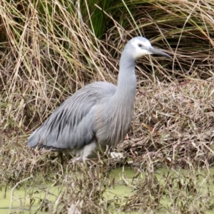 Egretta novaehollandiae at Thurgoona, NSW - 7 Jul 2021 01:10 PM