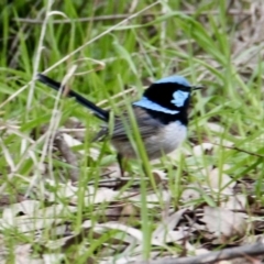 Malurus cyaneus (Superb Fairywren) at Thurgoona, NSW - 7 Jul 2021 by PaulF