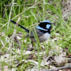 Malurus cyaneus at Thurgoona, NSW - 7 Jul 2021