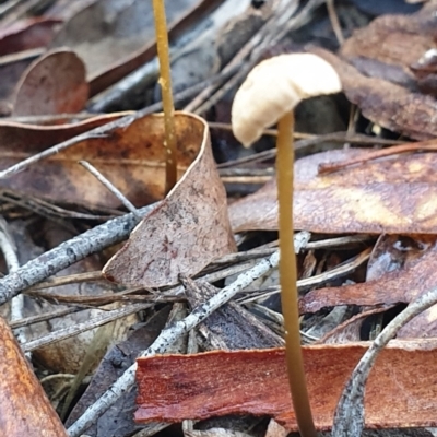 Unidentified Cap on a stem; gills below cap [mushrooms or mushroom-like] at Holt, ACT - 7 Jul 2021 by drakes