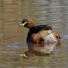 Tachybaptus novaehollandiae (Australasian Grebe) at Molonglo River Reserve - 7 Jul 2021 by Kurt