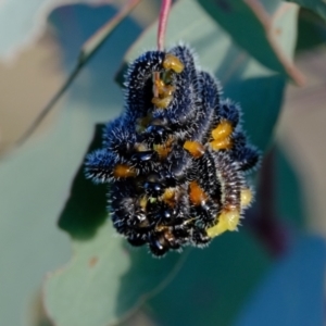 Perga sp. (genus) at Hawker, ACT - 7 Jul 2021