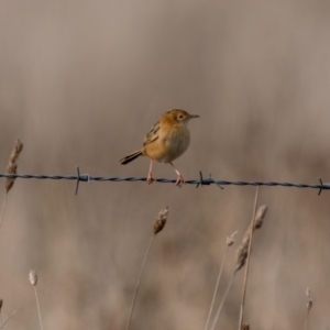 Cisticola exilis at Kaleen, ACT - 4 Jul 2021