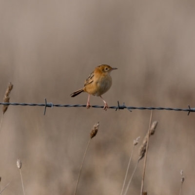 Cisticola exilis (Golden-headed Cisticola) at Kaleen, ACT - 4 Jul 2021 by trevsci