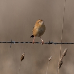 Cisticola exilis at Kaleen, ACT - 4 Jul 2021