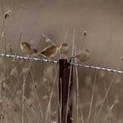 Cisticola exilis at Kaleen, ACT - 4 Jul 2021