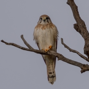 Falco cenchroides at Kaleen, ACT - 4 Jul 2021